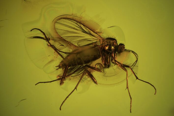 Detailed Fossil Fly (Diptera) In Baltic Amber #90778